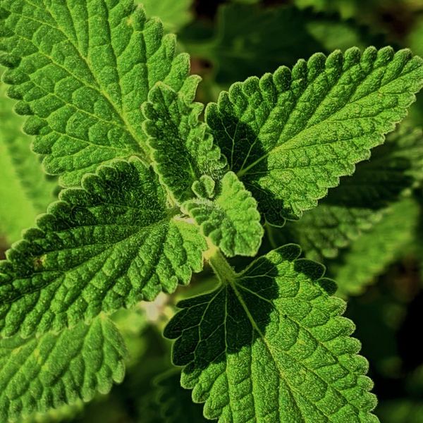 Foglie di menta fresca