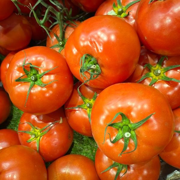 Pomodori maturi a grappolo