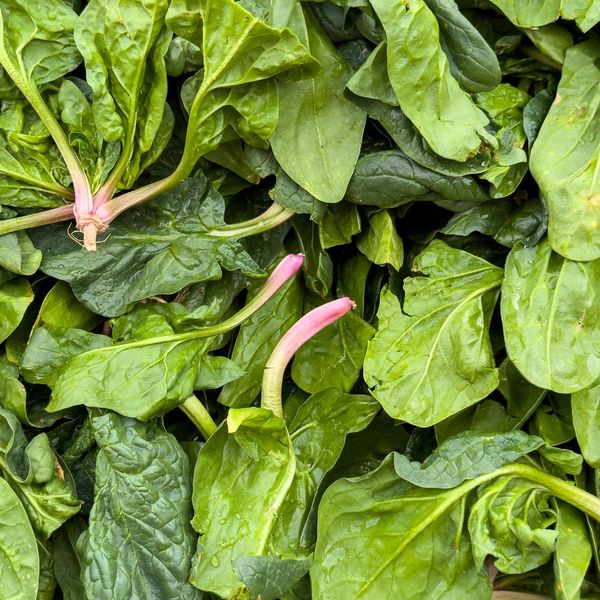 Foglie di spinaci freschi